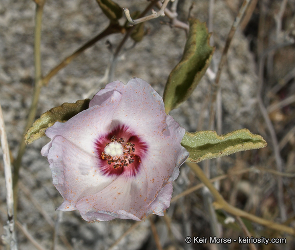Hibiscus denudatus