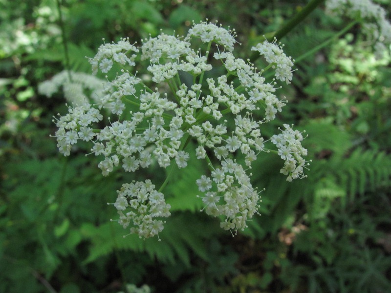 Ligusticum apiifolium Ligusticum apiifolium