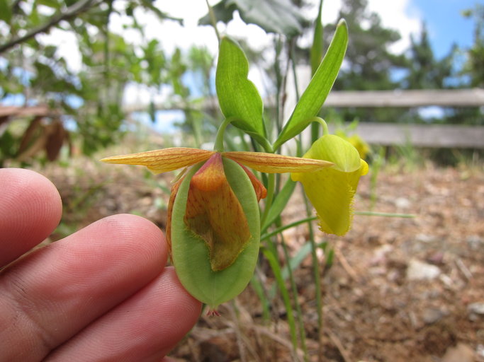 Calochortus pulchellus Calochortus pulchellus