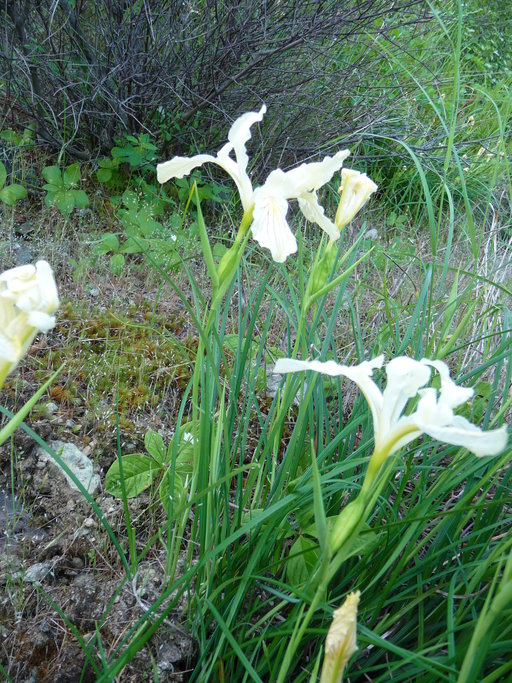 Iris tenax ssp. klamathensis