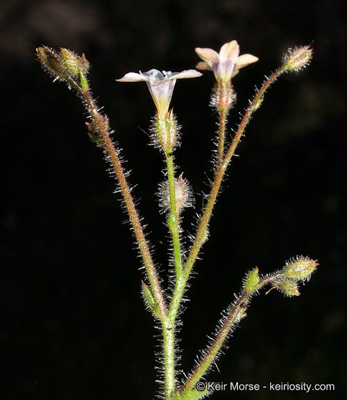 Gilia stellata