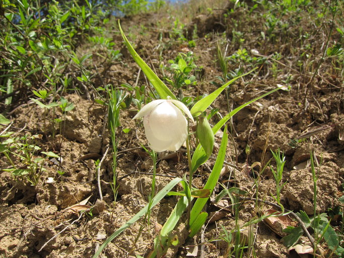 Calochortus albus Calochortus albus