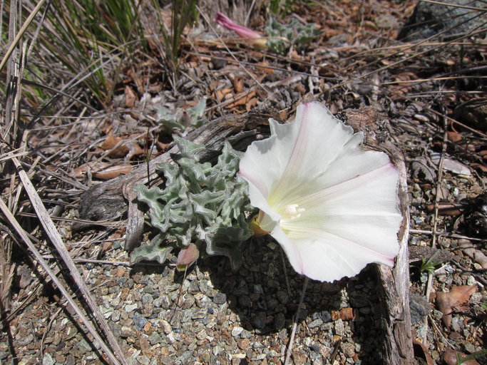 Calystegia collina ssp. collina