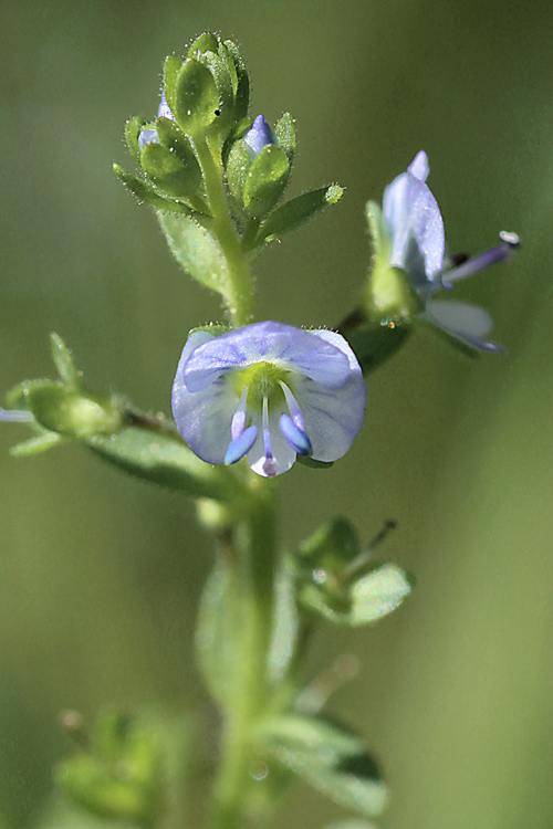 Veronica serpyllifolia ssp. humifusa