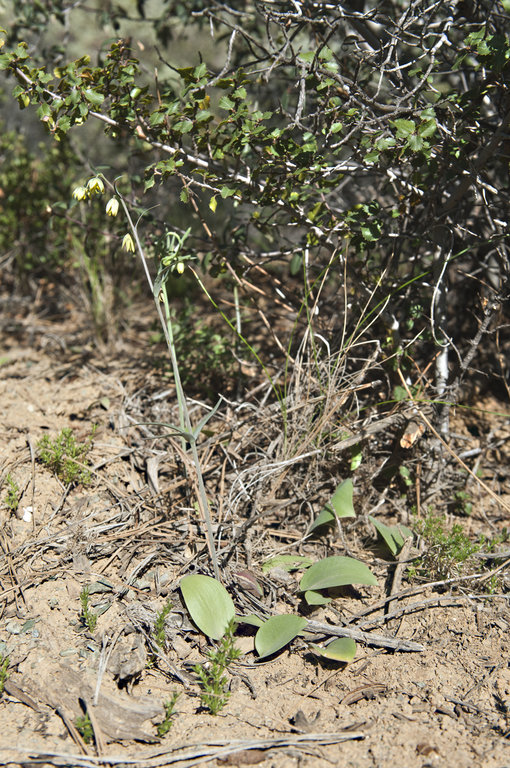 Fritillaria viridea