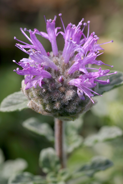 Monardella undulata ssp. crispa