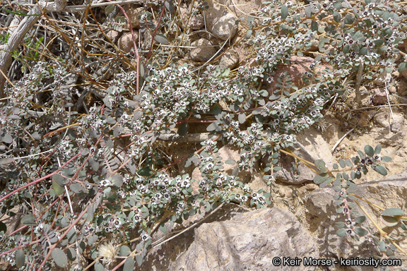 Euphorbia pediculifera