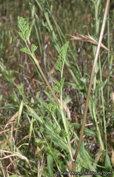 Daucus pusillus