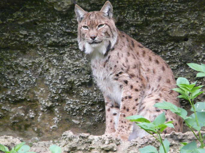 Lynx lynx carpathica