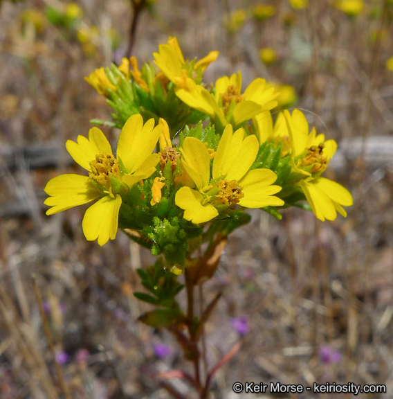 Deinandra fasciculata