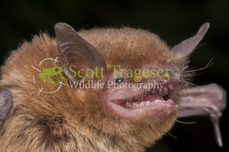 Myotis velifer Myotis velifer