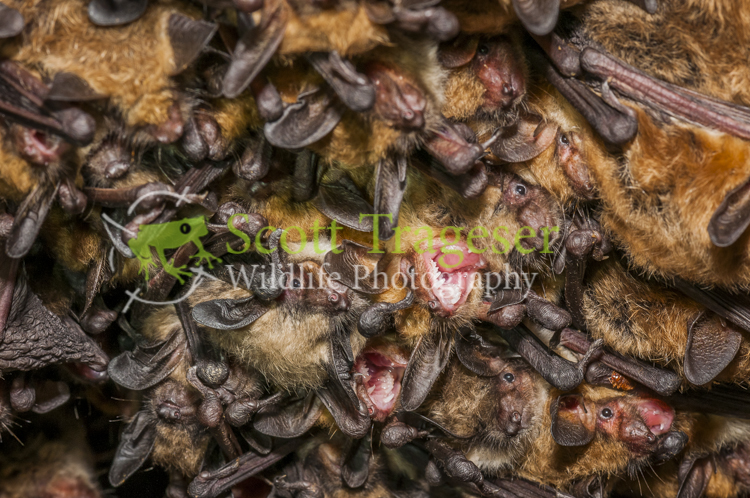 Myotis thysanodes Myotis thysanodes
