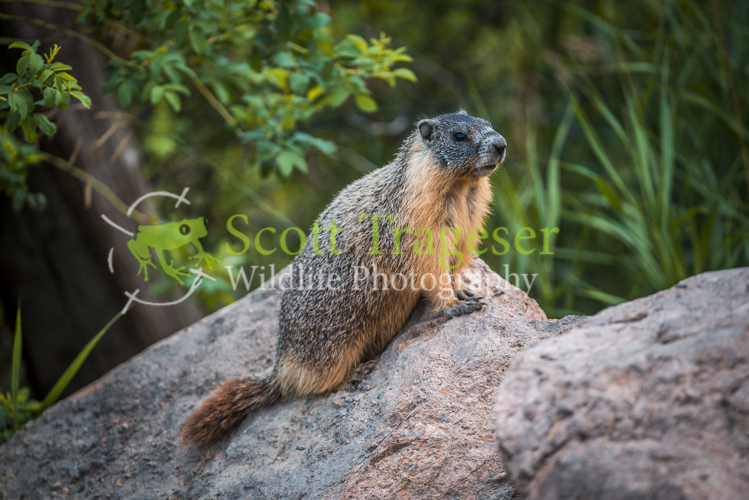 Marmota caligata Marmota caligata