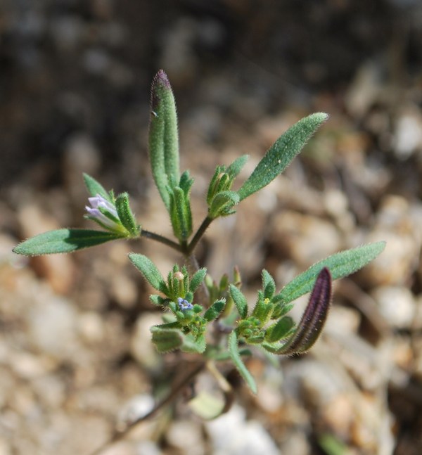 Nama dichotoma var. dichotoma
