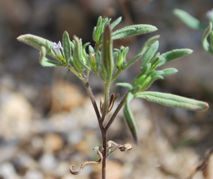 Nama dichotoma var. dichotoma