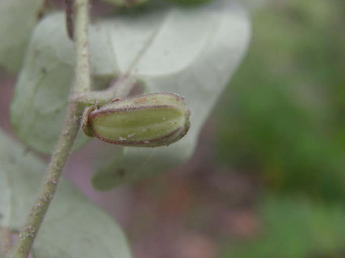Aristolochia quercetorum