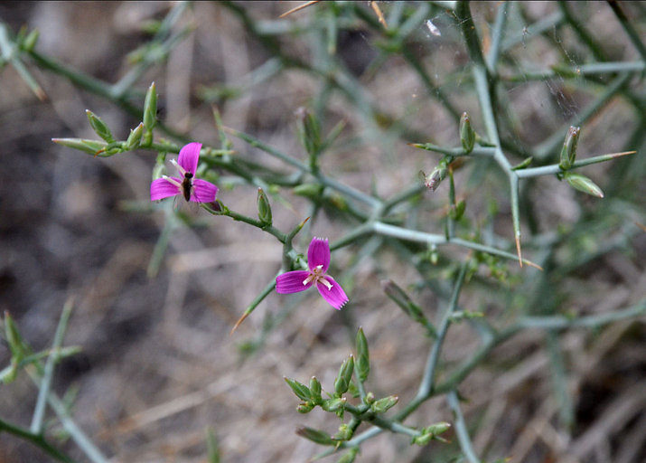 Stephanomeria spinosa