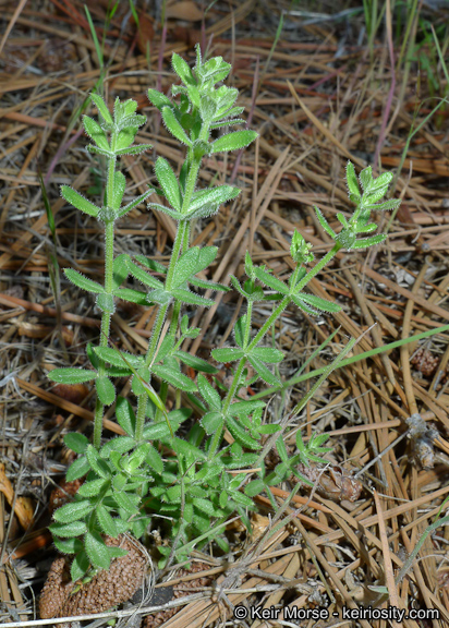 Galium californicum ssp. primum