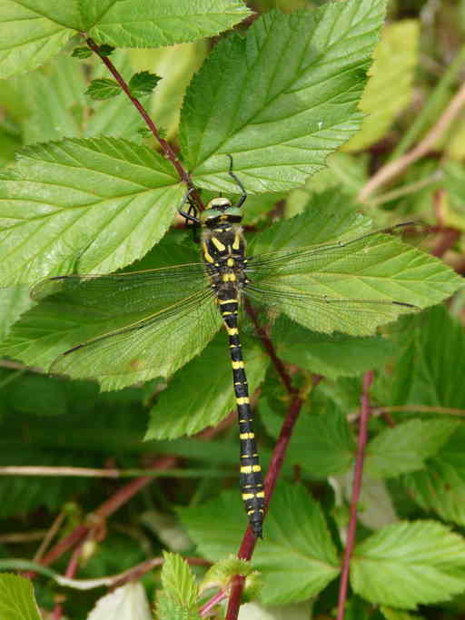 Cordulegaster boltoni