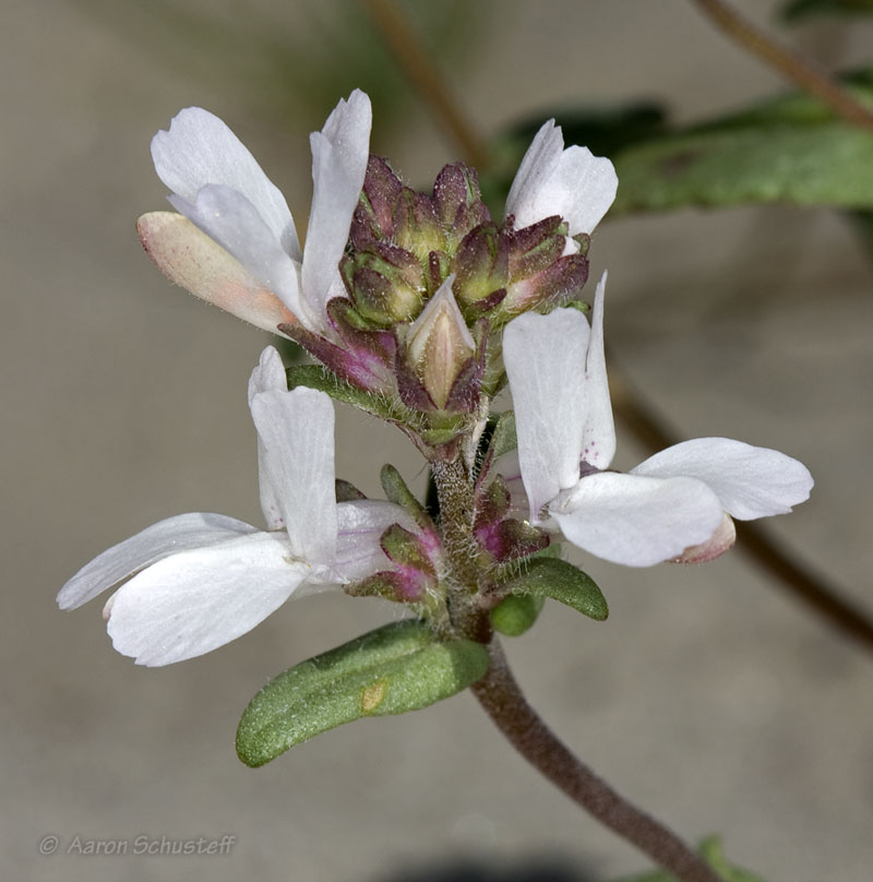 Collinsia bartsiifolia var. bartsiifolia