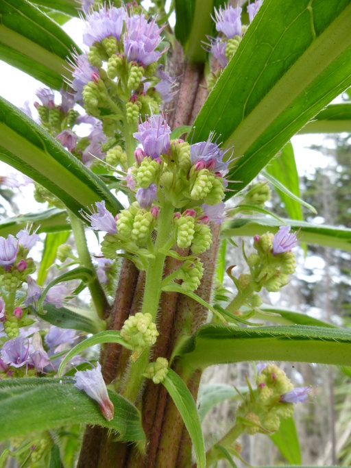 Echium pininana