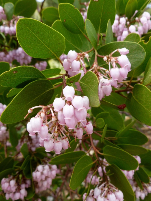 Arctostaphylos patula