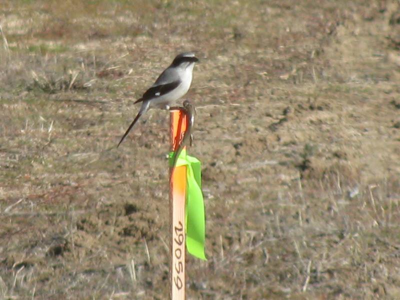 Lanius ludovicianus Lanius ludovicianus
