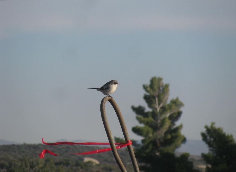 Lanius ludovicianus Lanius ludovicianus