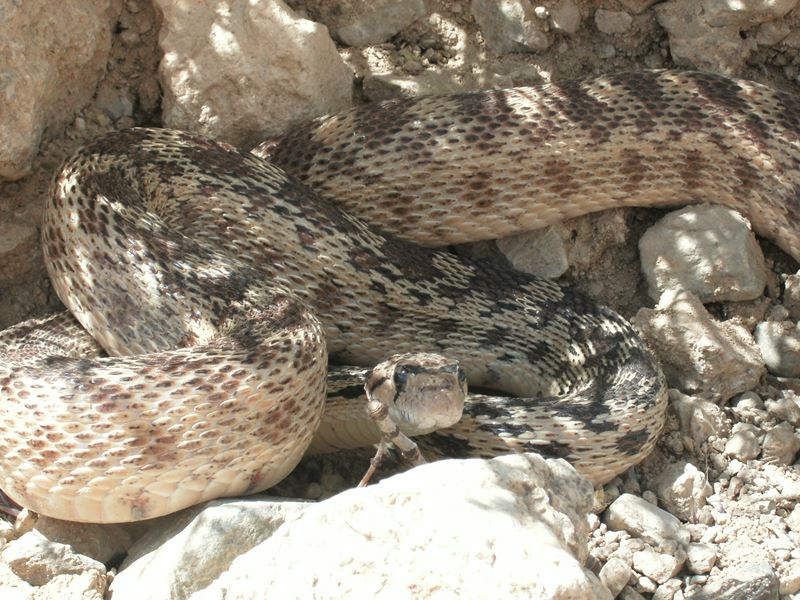 Pituophis catenifer deserticola Pituophis catenifer deserticola