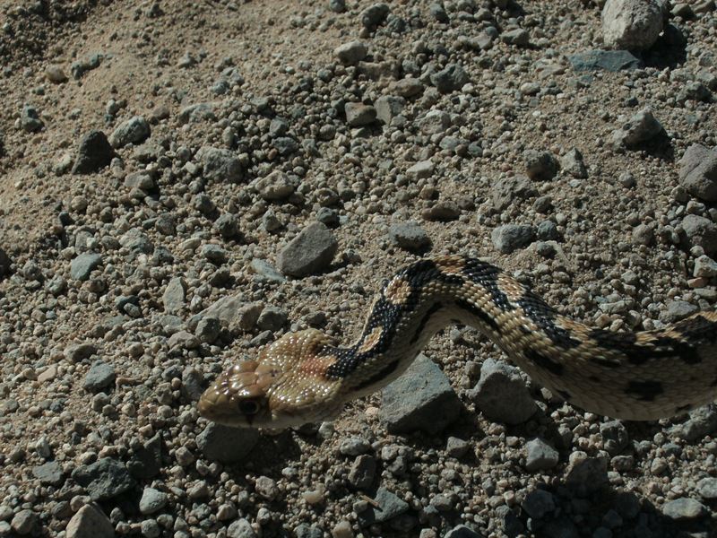 Pituophis catenifer deserticola Pituophis catenifer deserticola