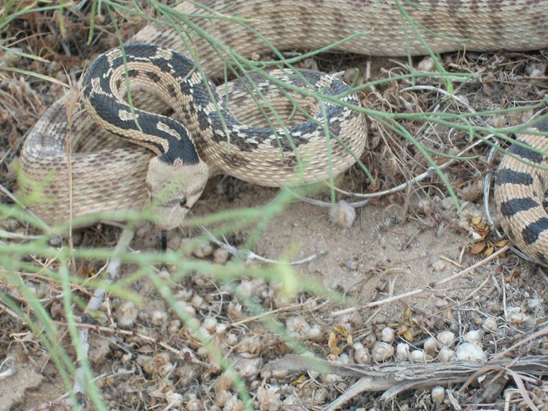 Pituophis catenifer deserticola Pituophis catenifer deserticola