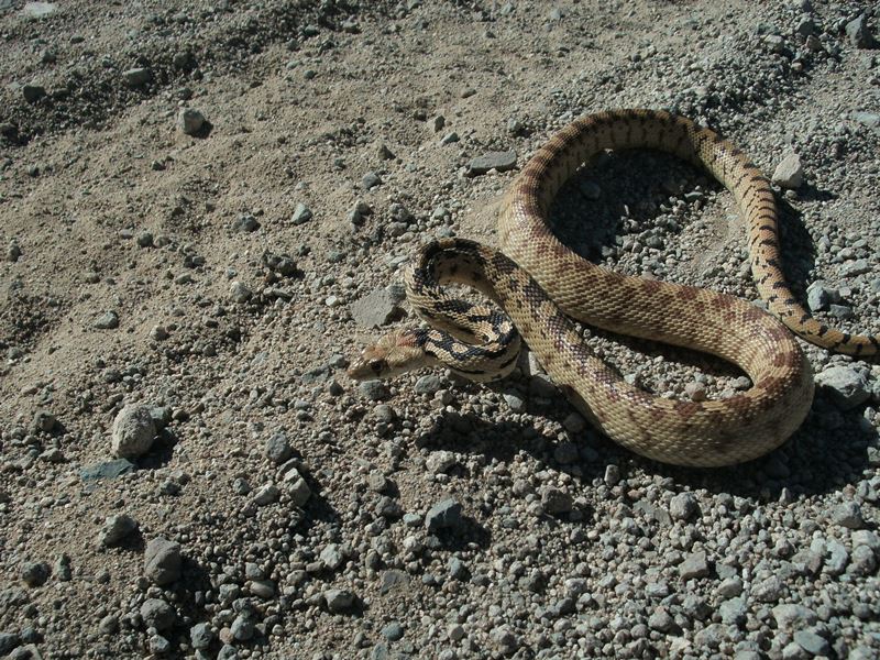 Pituophis catenifer deserticola Pituophis catenifer deserticola