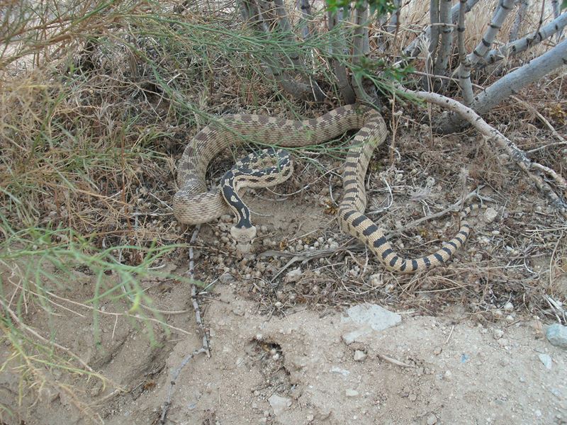Pituophis catenifer deserticola Pituophis catenifer deserticola