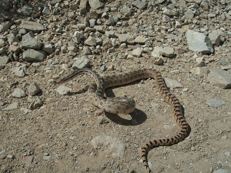 Pituophis catenifer deserticola Pituophis catenifer deserticola