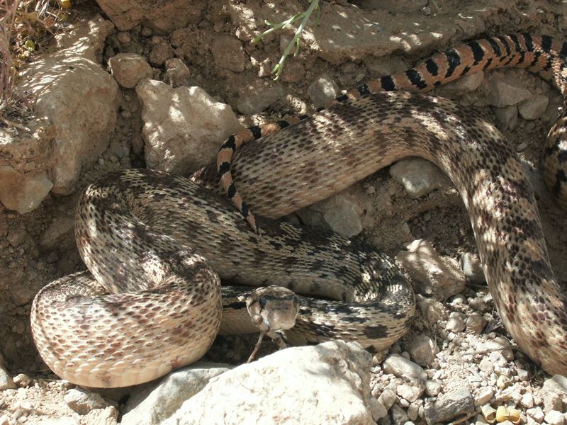 Pituophis catenifer deserticola Pituophis catenifer deserticola
