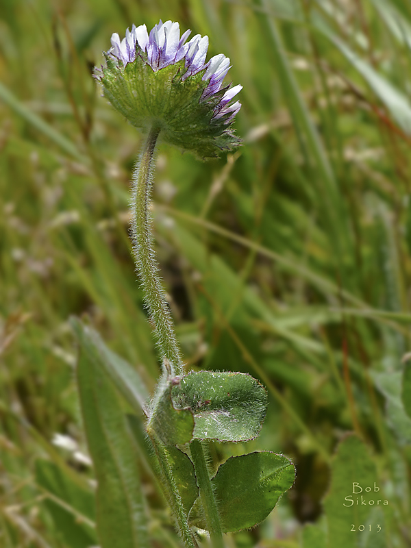 Trifolium grayi Trifolium grayi