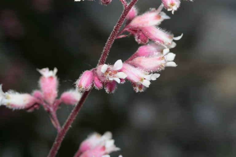 Heuchera caespitosa