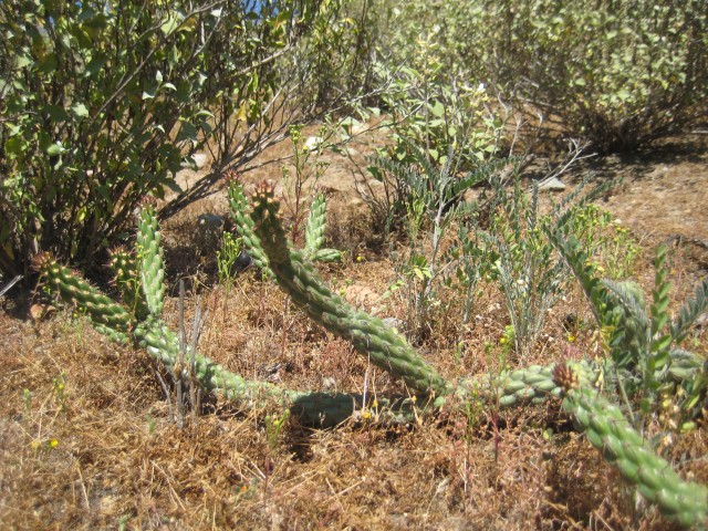 Cylindropuntia californica var. californica
