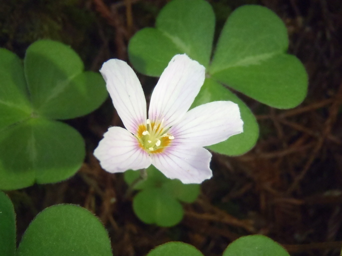 Oxalis smalliana