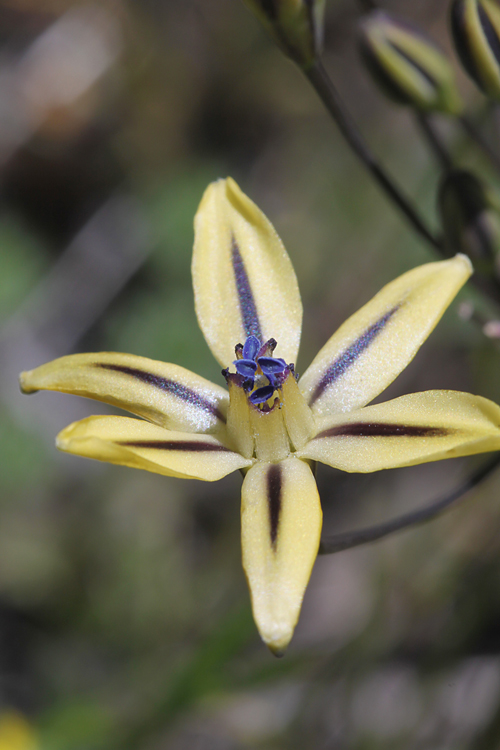 Triteleia ixioides ssp. anilina