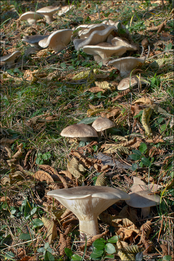 Clitocybe nebularis