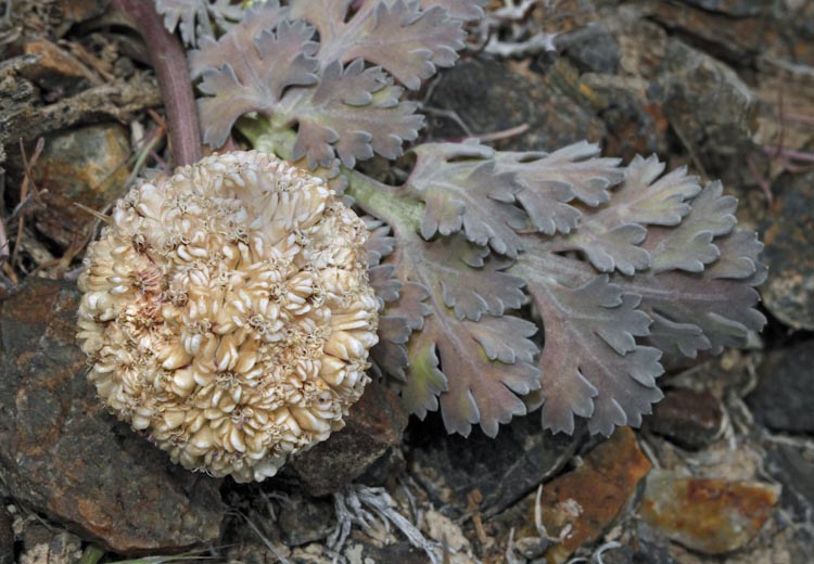 Cymopterus globosus Cymopterus globosus