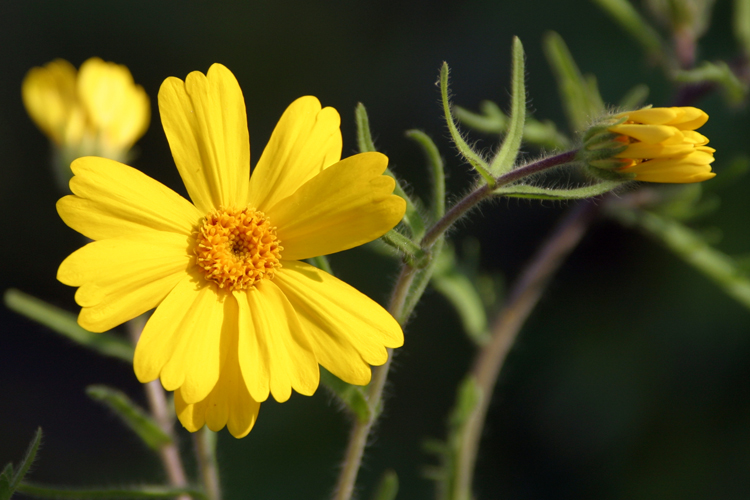 Layia pentachaeta ssp. pentachaeta