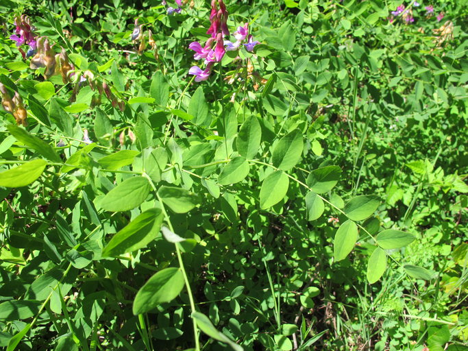 Lathyrus polyphyllus