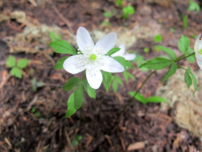 Anemonoides oregana