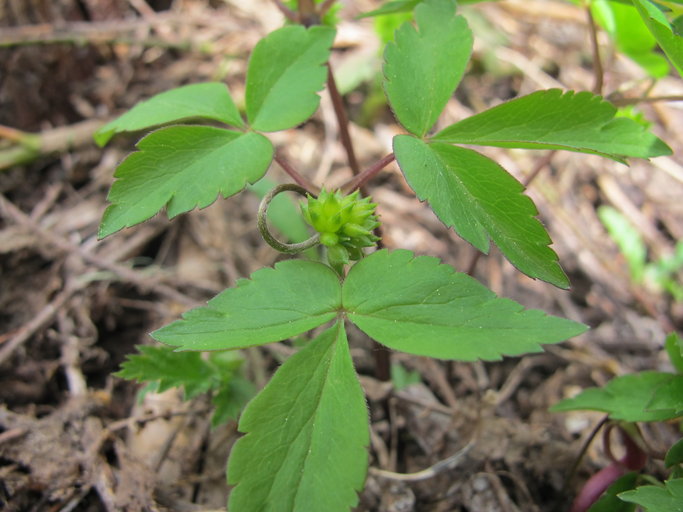 Anemonoides oregana Anemonoides oregana