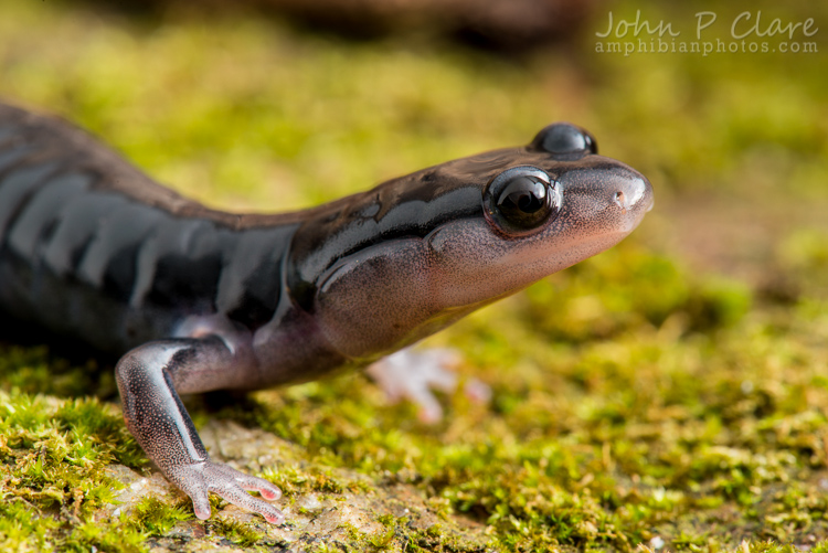 Plethodon meridianus Plethodon meridianus