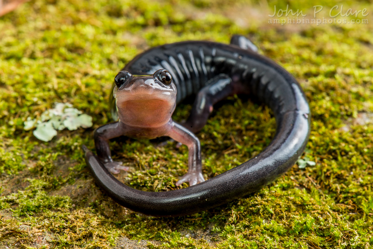 Plethodon meridianus Plethodon meridianus