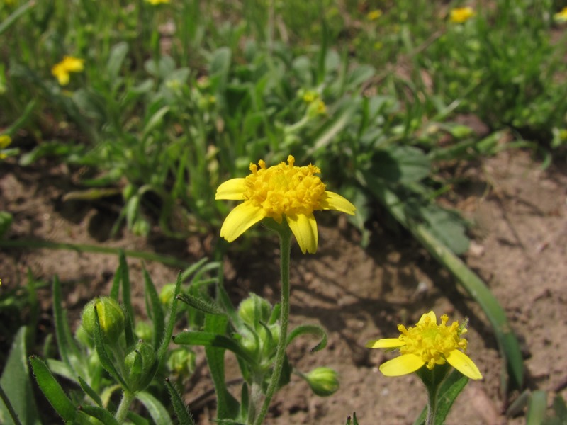 Lasthenia debilis