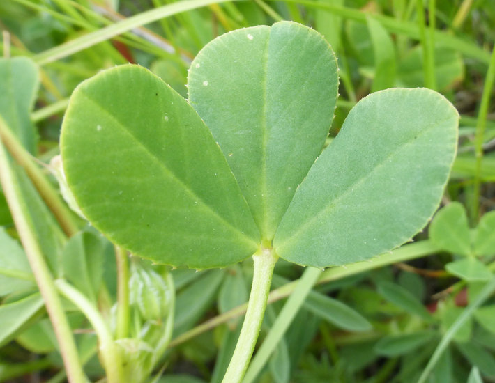 Trifolium virescens